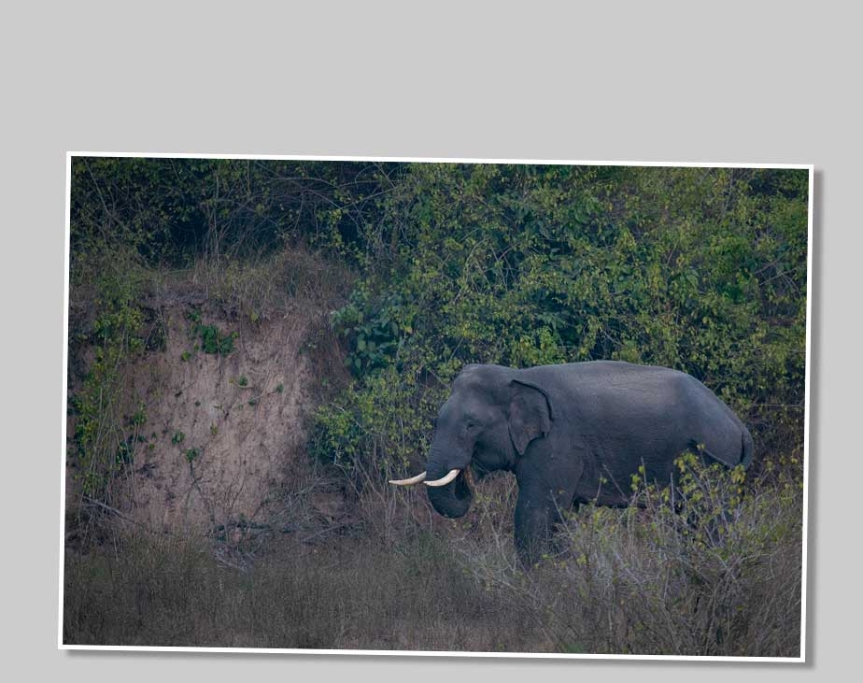 Elefant i Rajaji National Park.